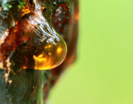 What Is Copaiba Oil? Benefits for Sensitive Skin and Natural Deodorant